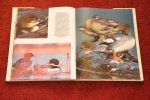 Weidensaul, Scott - Ducks. An in-depth look at the fascinating world of ducks Weidensaul, Scott - Ducks. An in-depth look at the fascinating world of ducks