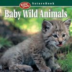 Dennis Schmidt, Esther Schmidt - Baby Wild Animals