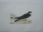 antique bird print. - Sand Martin. Antique bird print. (Oeverzwaluw).