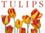 Arnold Peter - Tulips