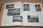 Schneider & Roth - Der Lehrmeister im Garten und Kleintierhof  -- Illustrierte Wochennzeitschrift für Obst-, Gartenbau und Blumpflege, sowie für Geflügel-, Hunde-, Kaninchen-, Schweine-, ziegen-, Fisch- und Bienenzucht, Aquarien- und Terrarienkunde  11. Jahrgang - 1913
