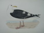 antique print (prent) - Great black-backed gull. Bird print. (Reuzenzwartkopmeeuw).
