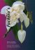 Herman Graaff - Fuchsias