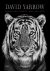 David Yarrow; Tom Brady - David Yarrow Photography