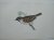 Tree sparrow. Antique bird ...