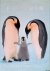 Frans Lanting: Pinguïn