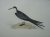 Sooty Tern. Bird print.