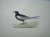 White winged black Tern. Bi...