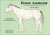 Horse Anatomy A Pictorial A...