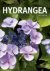 Katrine Van Moerbeke & Harry van Trier & Higo Maertens - Hydrangea