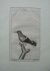 antique bird print. - Der Kink.