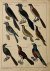 Natural History birds | Guk...