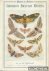 Common British Moths
