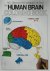 Human Brain Colouring Book