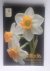  - Daffodils, Snowdrops and Tulips Yearbook 2007-2008