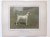 H. Sperling - lithograaf : Wilhelm Greve - (DECORATIEVE PRENT,  LITHO - DECORATIVE PRINT, LITHOGRAPH -) Rashond - Foxterrier / Fox Terrier Dog