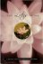 The Lotus Sutra