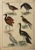 Natural History birds | Was...