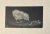 Antique print duck | Small ...