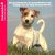 JACK RUSSELL Terrier - Euka...