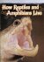 ECHTERNACHT, DR. A.C. - How Reptiles and Amphibians Live Echternach Arthur