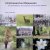 Eng, Henny van der - Amelisweerd en Rhijnauwen: De geschiedenis, de acties, de natuur en de mensen