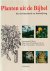 Planten uit de Bijbel. Een ...