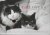 C. Montaquila - Catlovers
