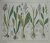 antique print (prent). - piramidale anacamptis, naaktklier, groene holtong, 2 bladige plantanthera, vliegdragende orchis.