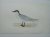 Gull-billed Tern. Bird Prin...