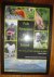 Folk Remedies on a Caribbean Island: The Story of Bush Medicine on Saba