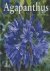 Hanneke van Dijk - Agapanthus