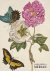 Kiecol , Daniel - Maria Sibylia merian