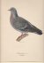 Columba Oenas. Skogdufva.