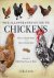 Celia Lewis - The illustrated guide to Chickens