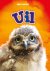 Uil / Baby-dieren