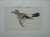 Jay. Antique bird print. (V...
