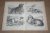  - Antieke prent - Diverse soorten jachthonden - Circa 1875