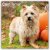 Cairn Terrier Square Wall C...