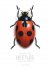 Beetles and other insects b...