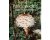 Moreau - Larousse paddestoelen encyclopedie