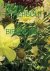 David Claerbout; Stefan Hertmans - David Claerbout – Birdsong