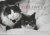 C. & Levin,  K. Montaquila - Catlovers - de kittige gids voor je relatie