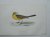 antique print (prent). - Yellow Wagtail. Antique bird print. (Gele Kwikstaart).