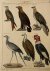 Natural History birds | Rau...