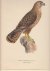 Buteo Intermedius. Ryska vr...