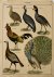 Natural History birds | Lan...