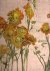 Clare Sydney - Flower Painting