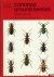 Common Ground Beetles