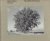 Robert Adams - Tree Line - ...